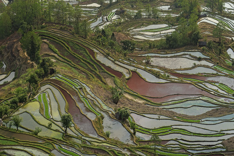 Rijstterras Yunnan