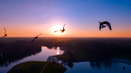Vogels tijdens zonsondergang