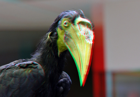 Snavel Vogel Blijdorp Rotterdam 3D