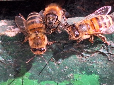 Natuur 