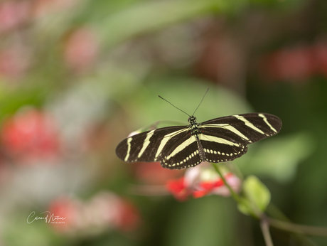 Zebra langvleugel vlinder