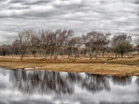 duinmeer met reflectie van bomen