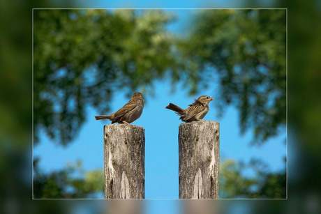 de mooiste vogeltjes...................................