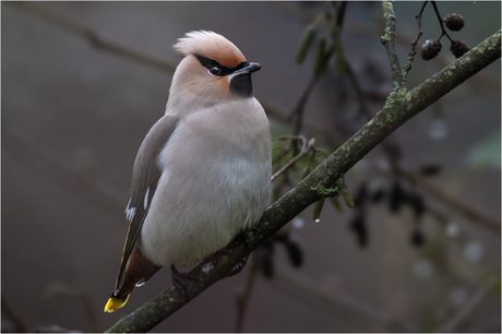 Pestvogel