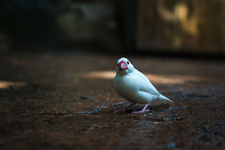 Witte Rijstvogel