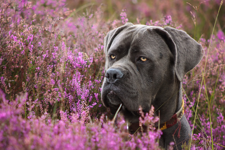 Russel in de heide