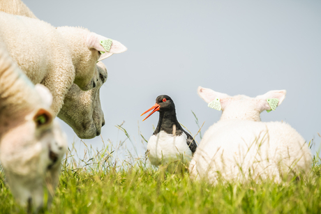 Jullie komen te dichtbij mijn nest