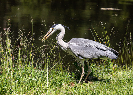 Reiger met vangst