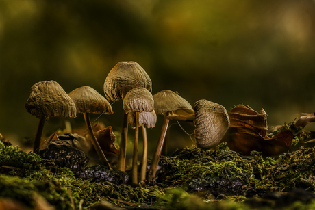 Mycena's