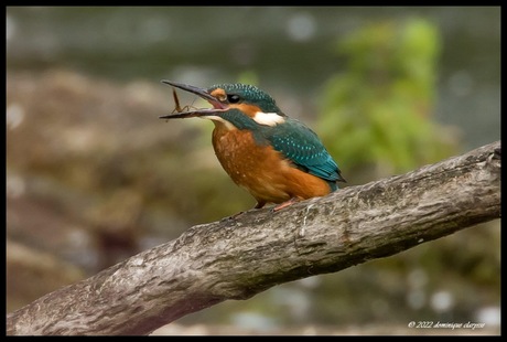 Ijsvogeltje met een libelle in zijn bekje 