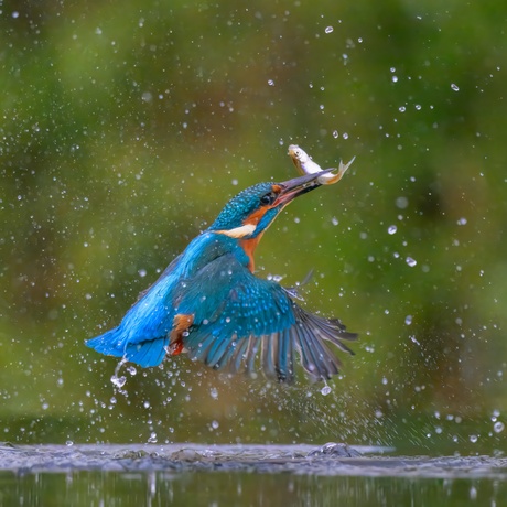 IJsvogel duikt visje op