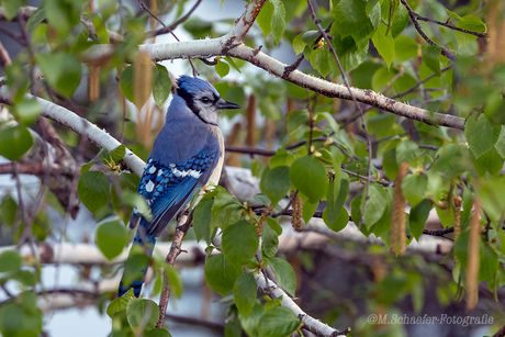 Blue Jay/Blauwe gaai