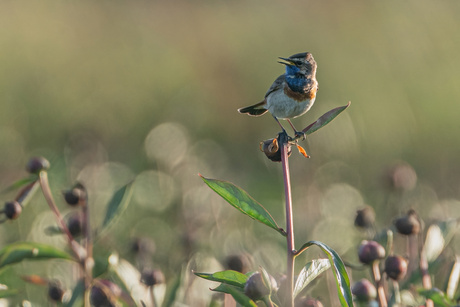 Blauwborst