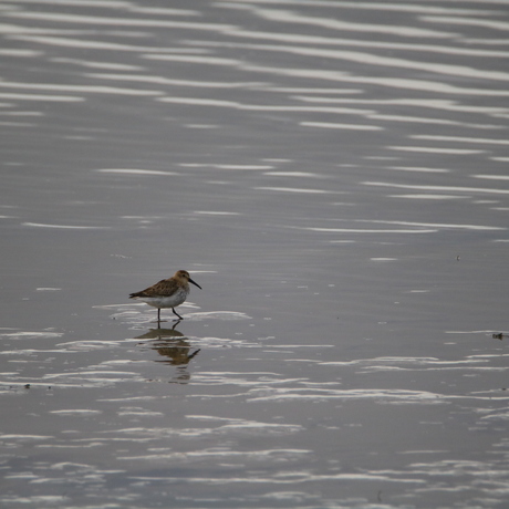 Bonte strandloper 