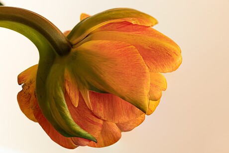 Achterkant van een tulp