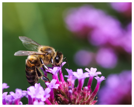 Snoep (ert) je van de week