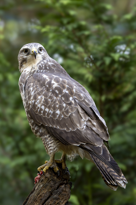 Buizerd
