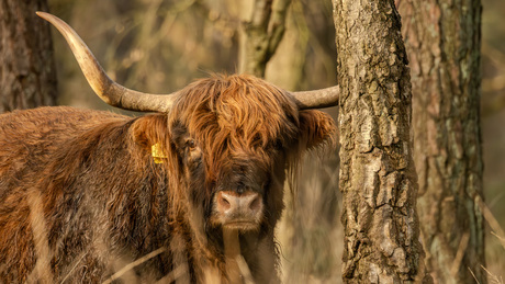 De Sprengenberg (Haarle)