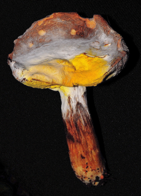 Eten en gegeten worden