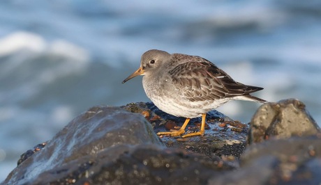 Paarse Strandloper