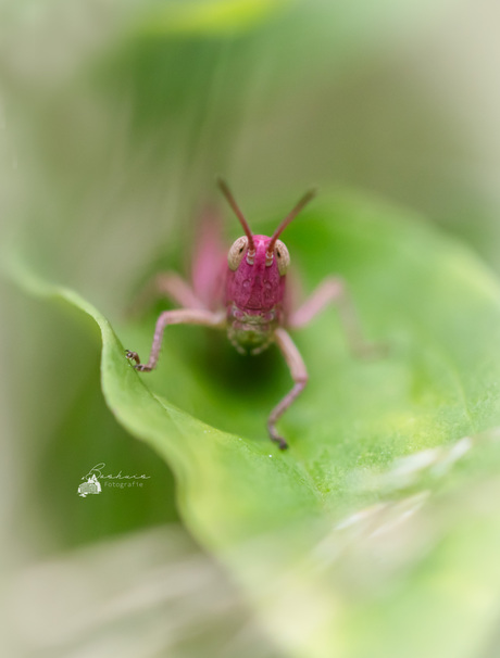 Roze sprinkhaan