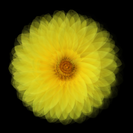 spiroflower 2
