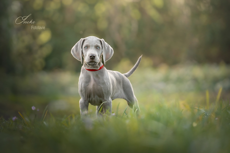 Pup Pip