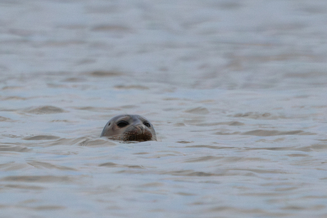 Harbor Seal
