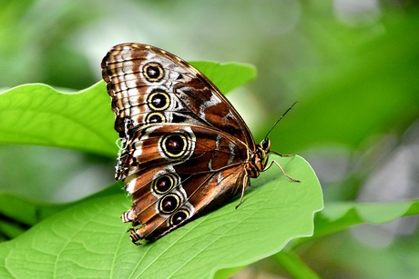 Vlinder op blad