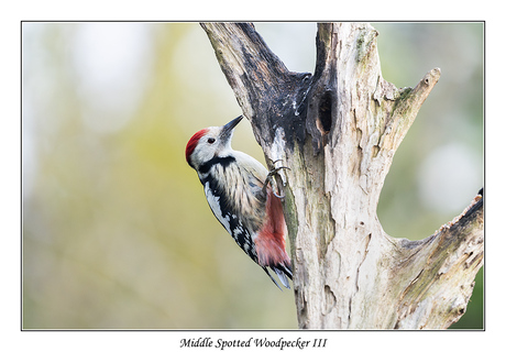 Middle Spotted Woodpecker III