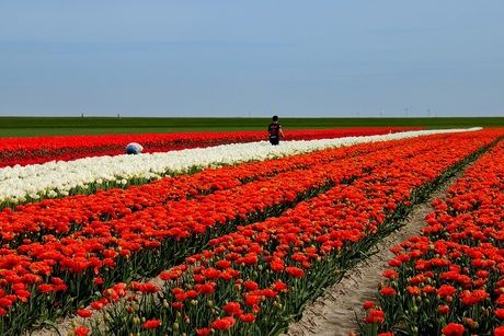 Bloemen zoeken.