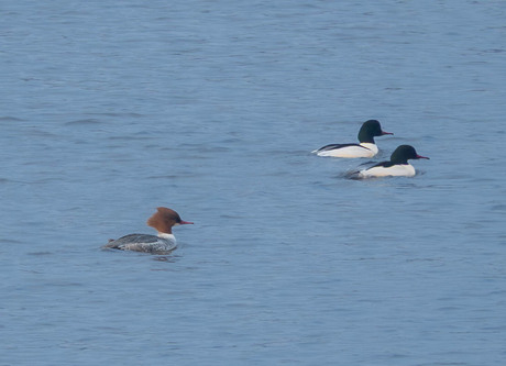 Dagje vogels kijken bij Vreugderijkerwaard Zwolle en Ketelmeer, Kampen