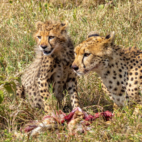 cheetahs eat prey