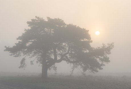 Mist en Zonsopkomst