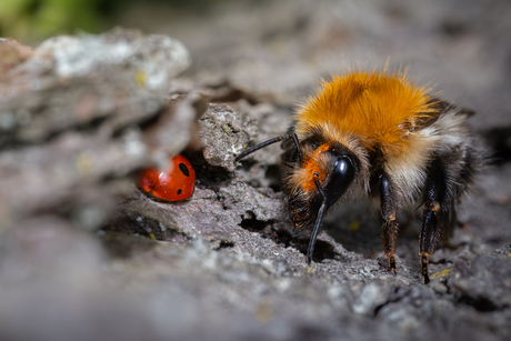 Bij en Lieveheersbeestje