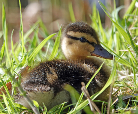 "Liggen in het gras..."