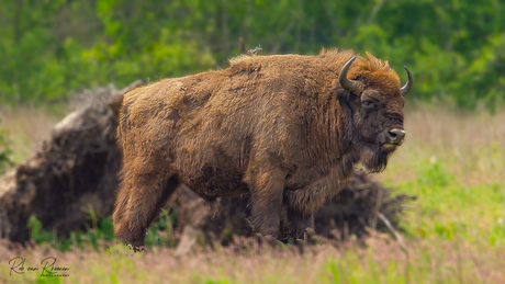 Wisent