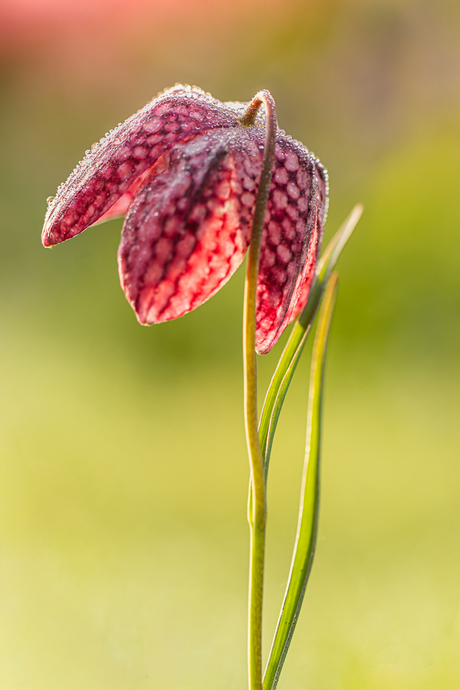 Schitteren in de zon.