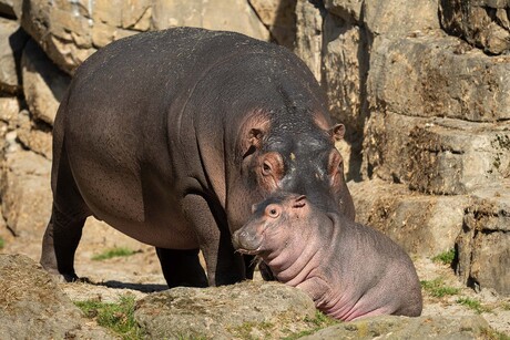 Nijlpaard jong en moeder