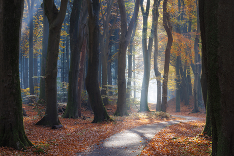 Herfst magie in het bos