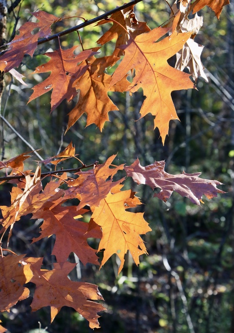 Herfstbladeren