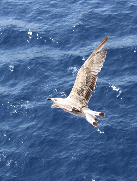 Zeemeeuw canon versus gsm