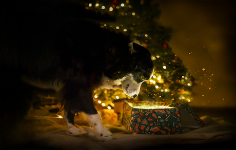 Christmas time met Mila