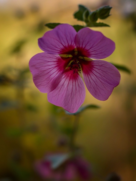 Anisodontea 