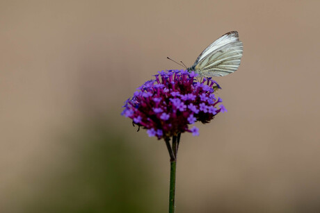 Vlindertuin