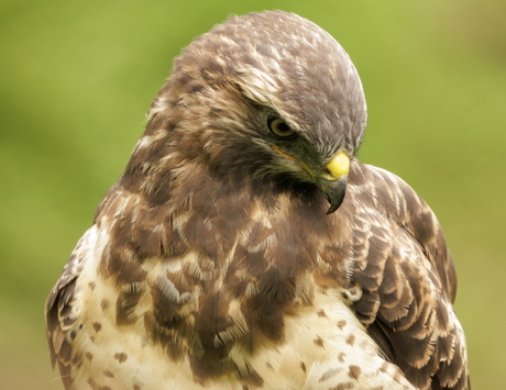 White buzzard