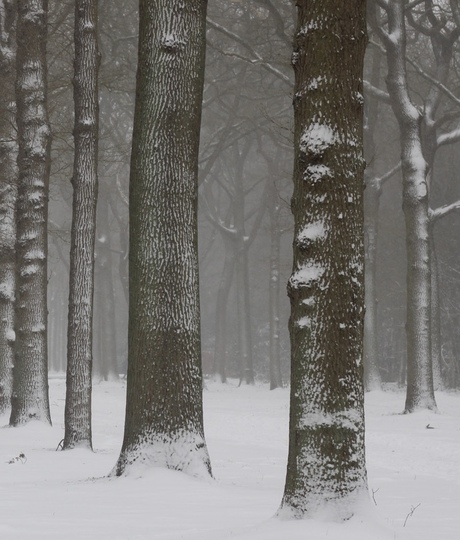 Stilte in de winter