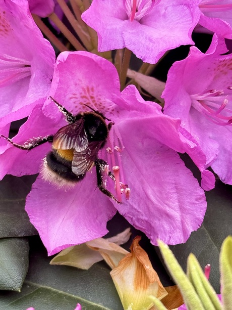 Bloemetjes en bijtjes