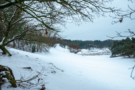 Bedaf onder de sneeuw