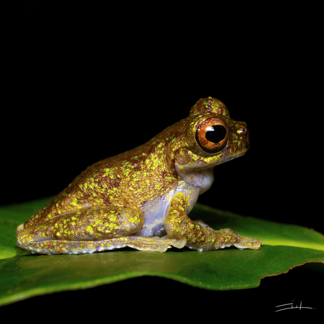 Lancaster's tree frog